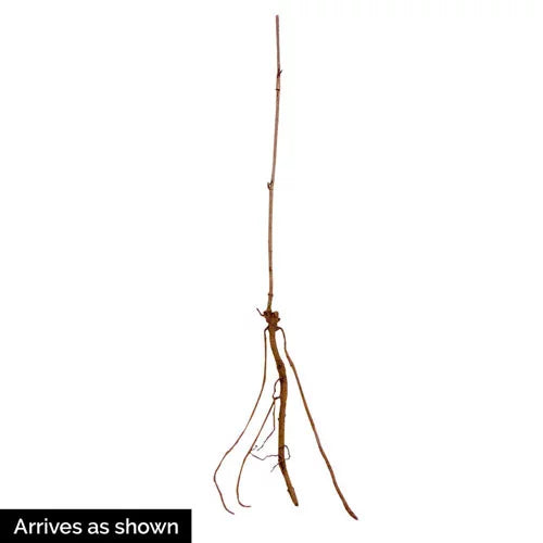 Samdal Elderberry (Sambucus) Dormant Bare Root Starter Fruiting Plant (1-Pack)