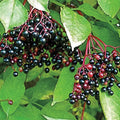 Samdal Elderberry (Sambucus) Dormant Bare Root Starter Fruiting Plant (1-Pack)